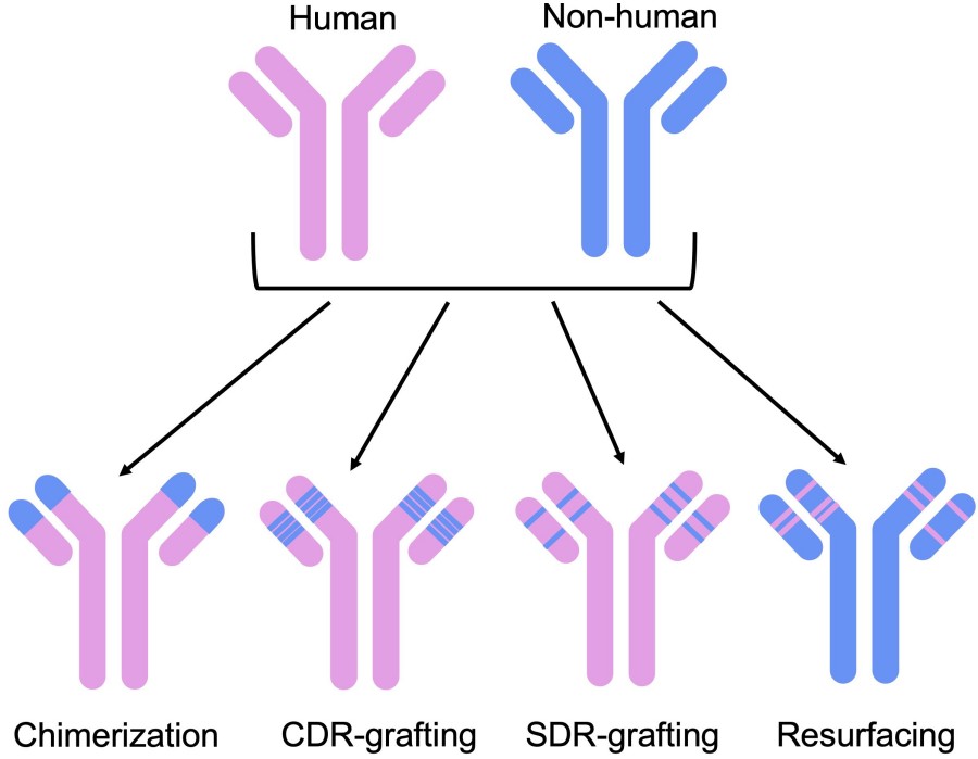 Advanced Non-Human Primate (NHP) Antibody Humanization Service 