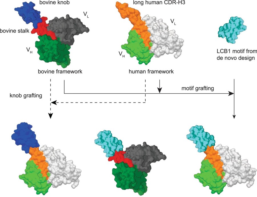 Advanced Bovine Antibody (with Ultralong CDR3) Humanization Services 
