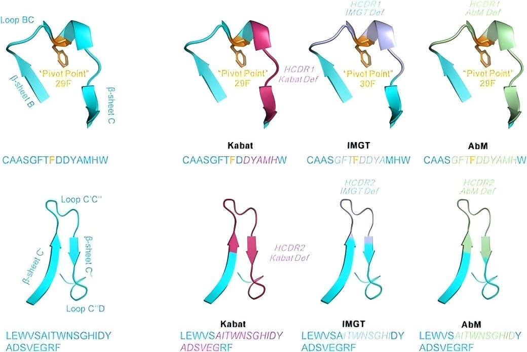 Elite Humanized Antibody Germinalization Services 