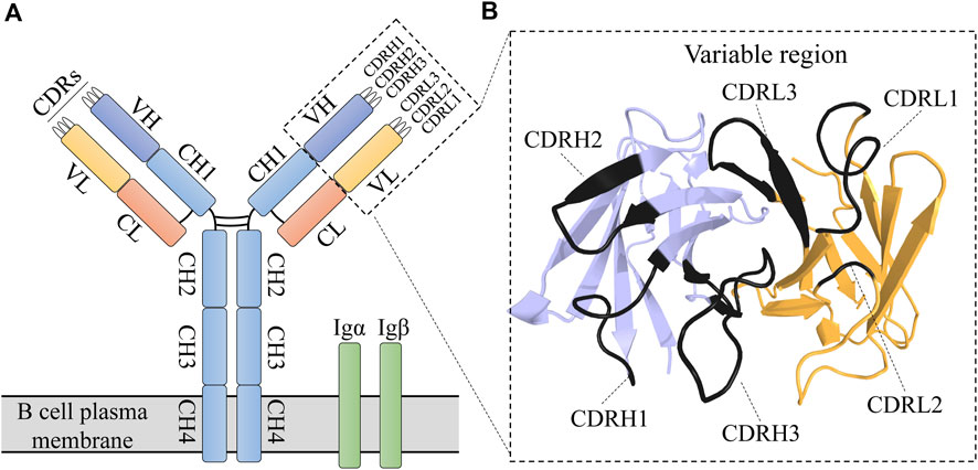 Advanced Phage Display based MemDX Human Antibody Discovery Service 