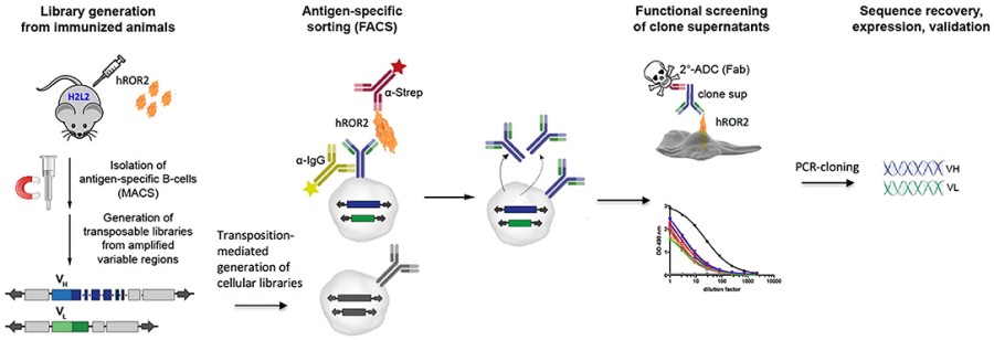 Human Antibody Discovery Using Transgenic Mice 