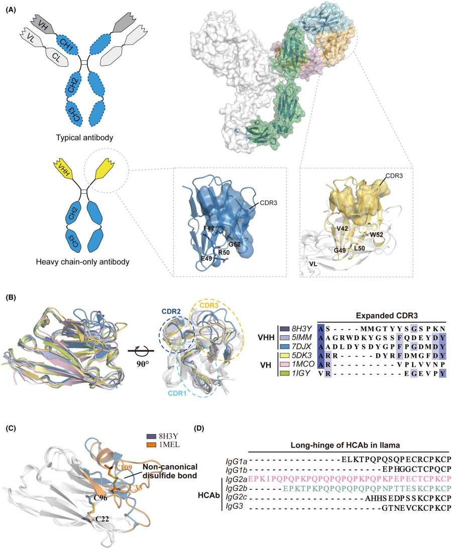 Advanced Transgenic Mice based MemDX Human Single Domain Antibody Discovery Service 