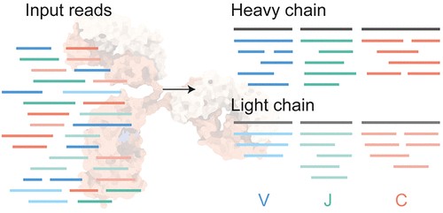 Accurate De Novo Antibody Sequencing for Human & Humanized mAbs 