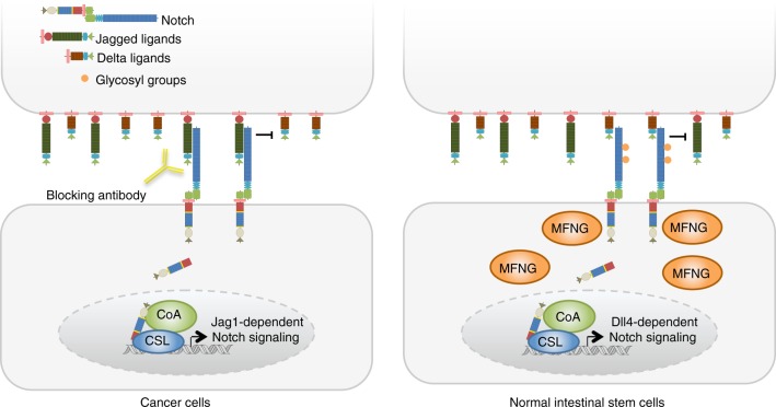 Fig. 1 Schematic distinguishing JAG1 and Delta-like ligand function, glycosylation regulation and neutralizing antibody interference. (OA Literature)