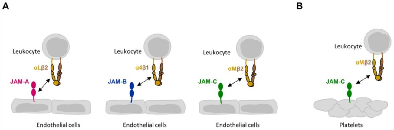 Fig.1 ABCA1 in HIV-infected cells. (OA Literature)