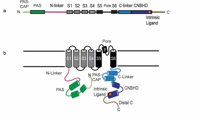 Fig. 1 Domain, topology and homologous structural schematic of KCNH‑family channel subunit. (OA Literature)