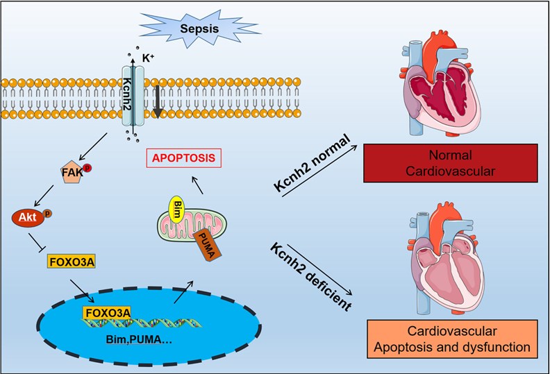 Fig.1 Function of KCNH2. (OA Literature)