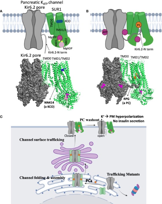 Fig. 1 Structural and cellular overview of the pancreatic KATP channel complex formed by KCNJ11 (Kir6.2) and SUR1 subunits, showing topology, conformational changes and cellular trafficking processes. (OA Literature)