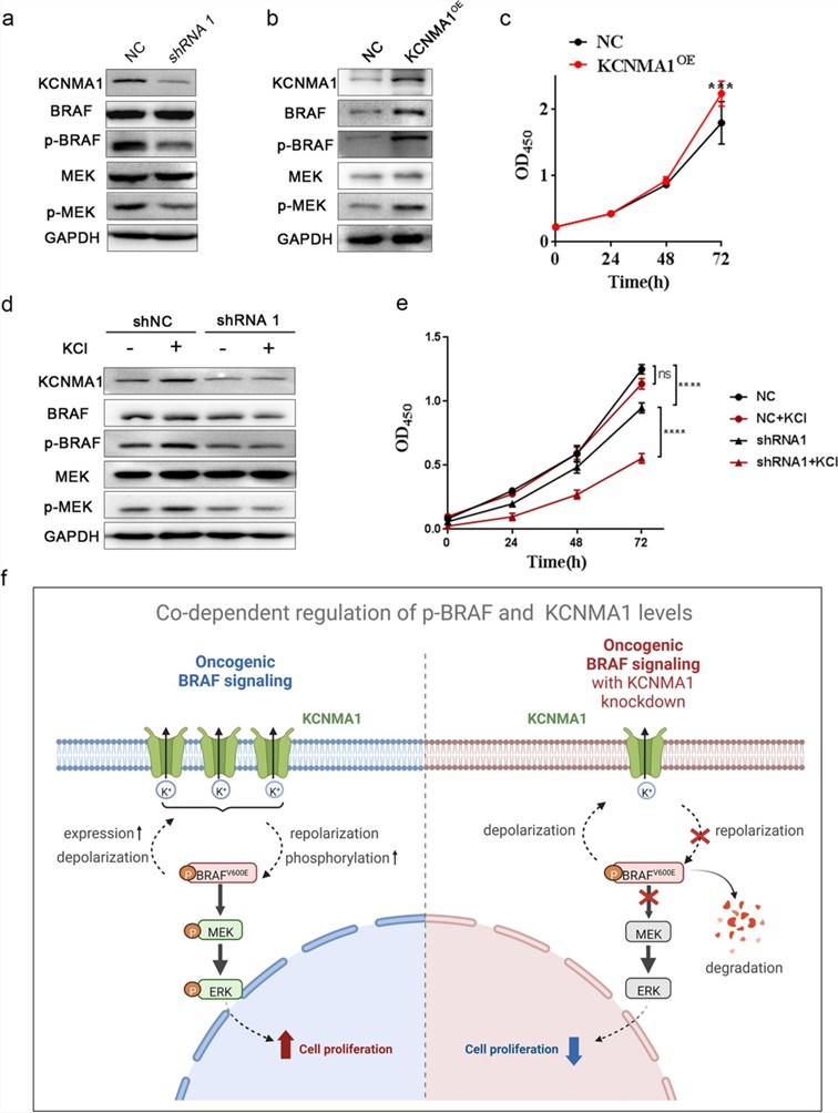 Fig.1 The mechanisms of p-BRAF and KCNMA1. (OA Literature)