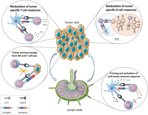 Fig. 1 Tumor immune regulatory model of CD161-KLRB1 receptor-ligand axis for tumor immunology research reagents. (OA Literature)