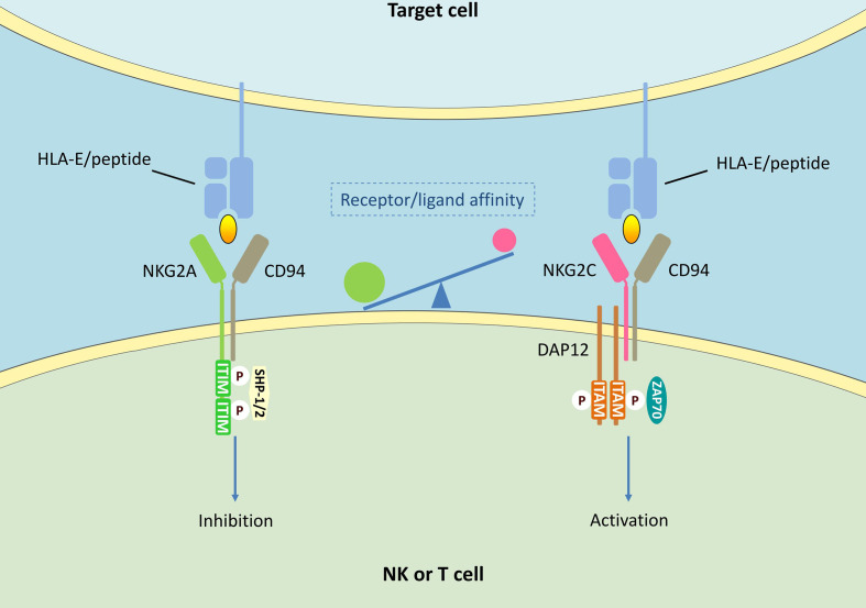 Fig. 1 Schematic of KLRC1 (NKG2A) CD94 inhibitory and NKG2C CD94 activating receptor complexes recognizing HLA E peptide ligands on target cells. (OA Literature)