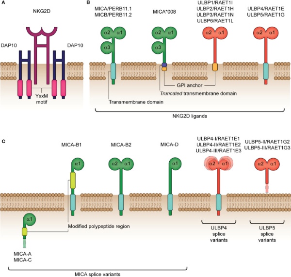 Fig. 1 Local structural visualization of human KLRK1(NKG2D) receptor‑adaptor complex for immune membrane‑protein research reagent characterization. (OA Literature)