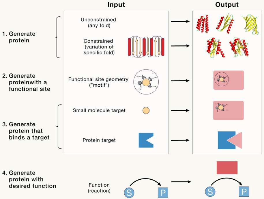 Fig.1 Advances in AI change the process of de novo protein design. (Kortemme, 2024)