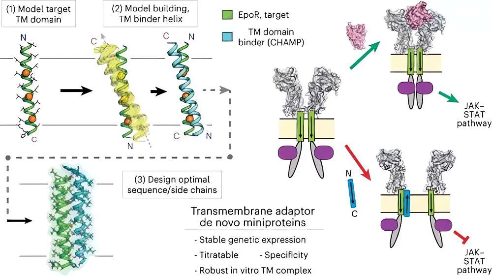 Fig.1 Strategy of de novo-designed transmembrane (TM) proteins. (Mravic, et al., 2024)