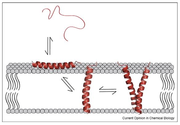 Schematic of transmembrane peptide folding.