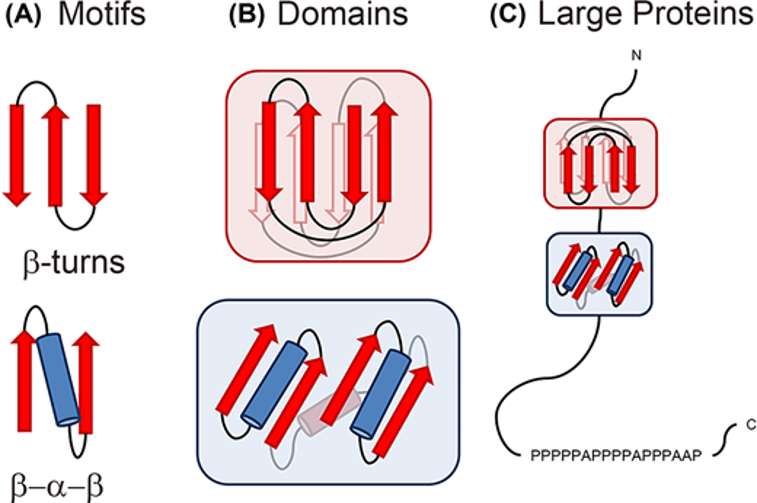 Fig.1 Various folds of motifs, domains and full-length proteins. (Stollar and David, 2020)