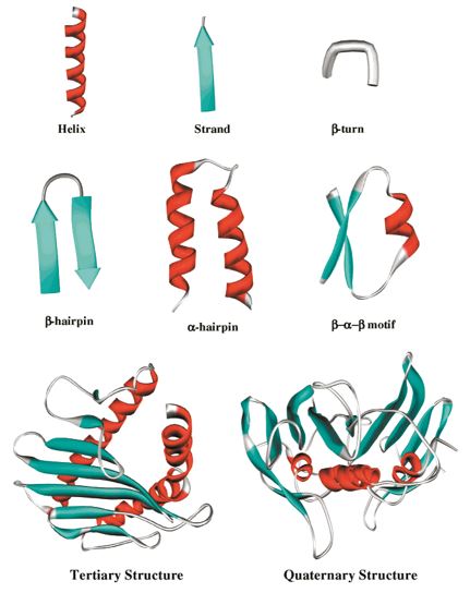 Various folds observed in protein structures.