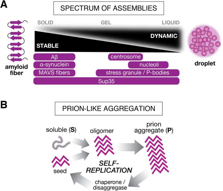 Fig.1 A broad spectrum of protein assembly phenomena. (Chiesa, Szilvia and Ahmad, 2020)