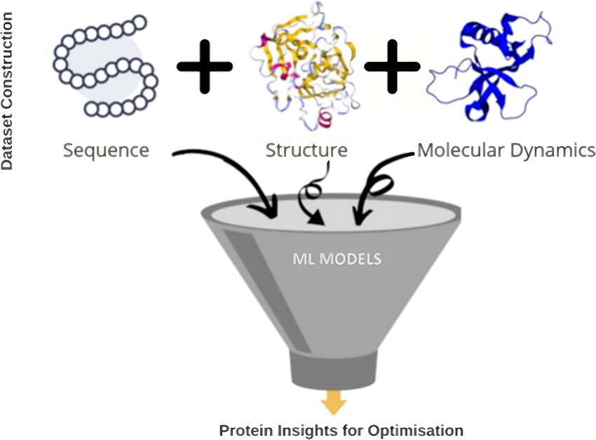 Fig.1 Protein re-engineering involves the integration of protein structure, sequence, and dynamics using machine learning (ML). (Venanzi, et al., 2024)
