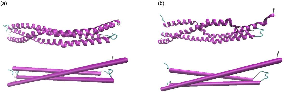 Fig.1 De novo protein with one chain equilibrated in explicit water. (Yu and Markus, 2020)