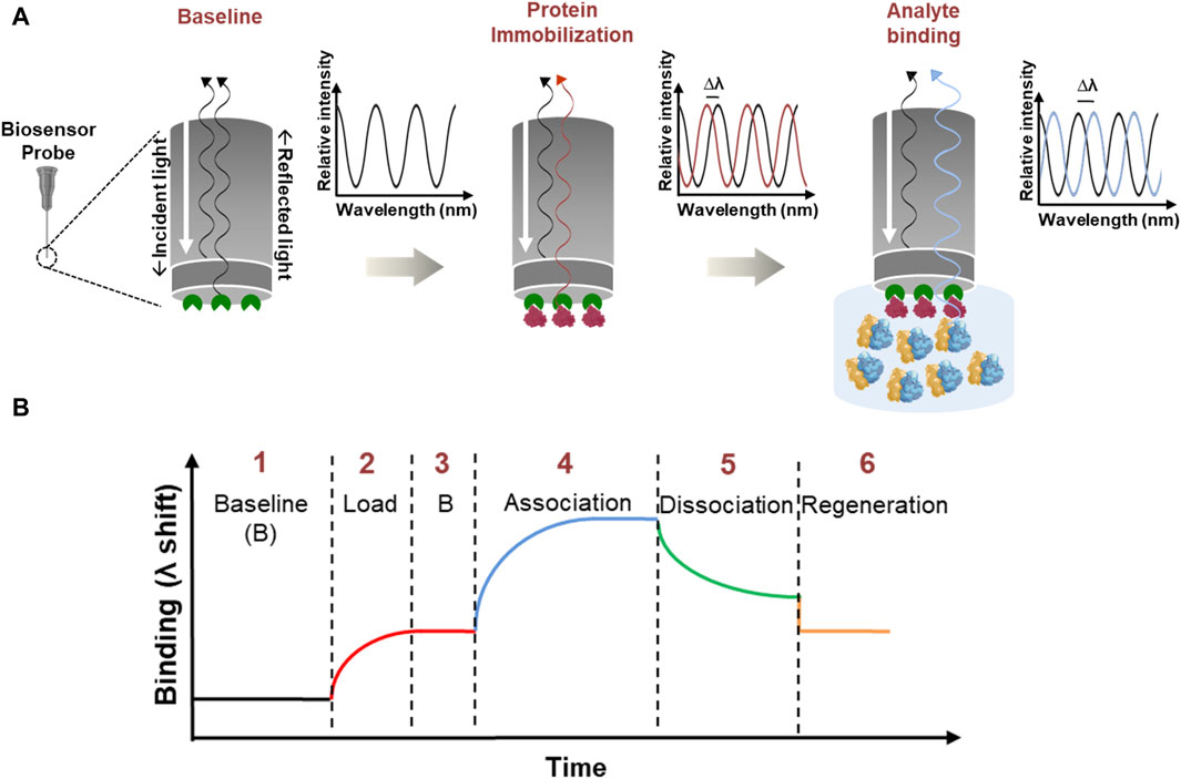 Bio-Layer Interferometry. (OA Literature).