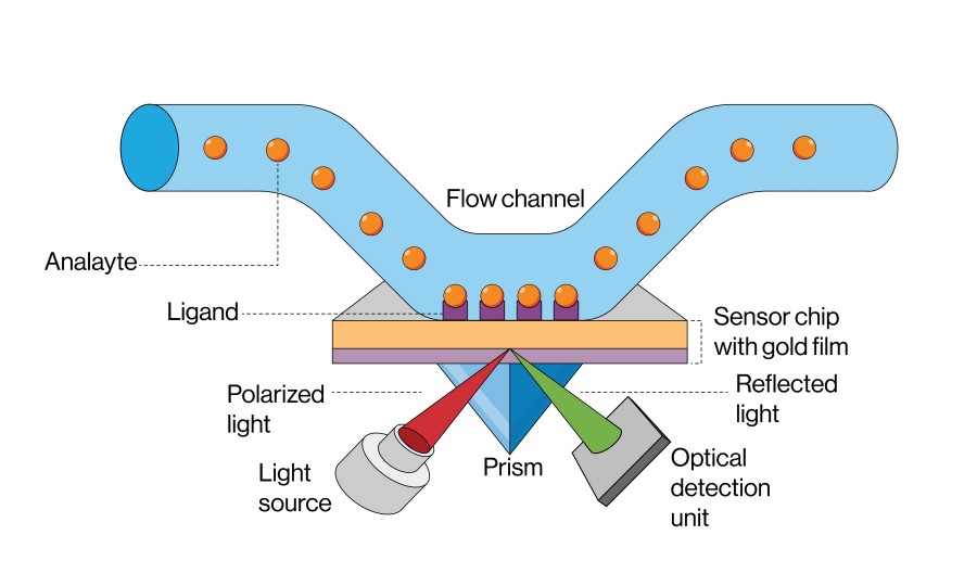 High-Precision Affinity Measurement Services 