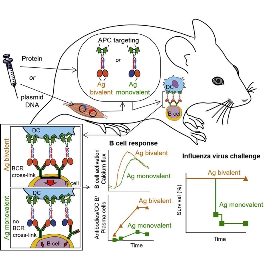 High-Fidelity Bivalent Antigen Affinity Measurement Service 
