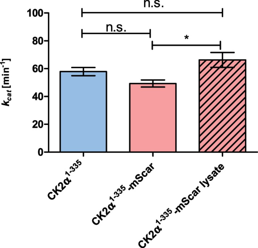 Advanced Cell Lysate Affinity Measurement Service 