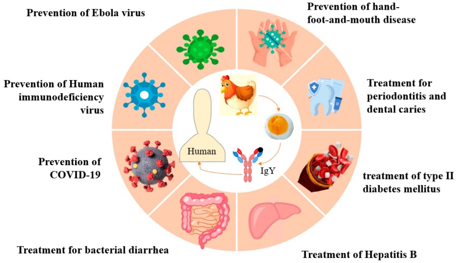 High-Accuracy De Novo Rodent Antibody Sequencing Services 