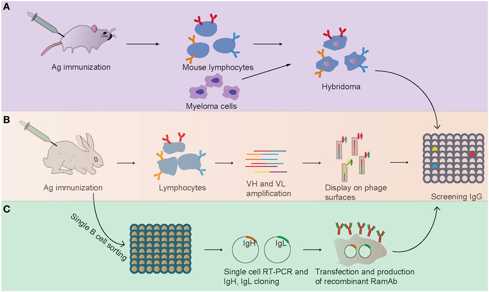 High-Accuracy De Novo Rabbit Antibody Sequencing Services 