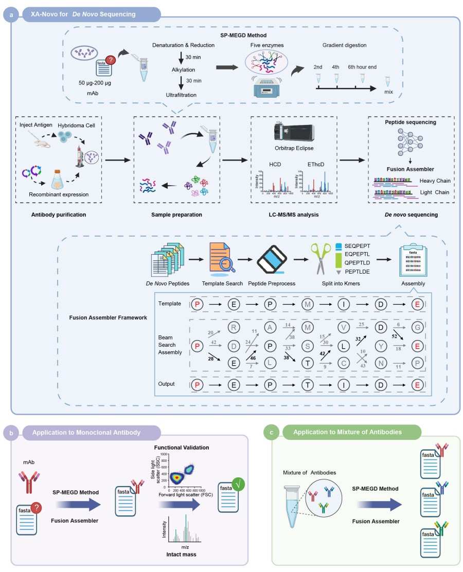 High-Accuracy De Novo Antibody Sequencing Services 