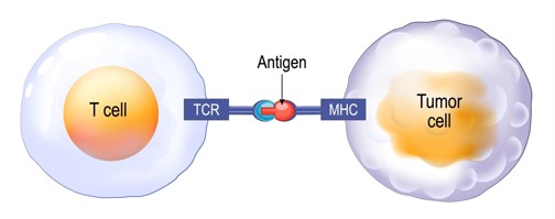 High-Accuracy <em>De Novo</em> T Cell Receptor (TCR) Sequencing Services 