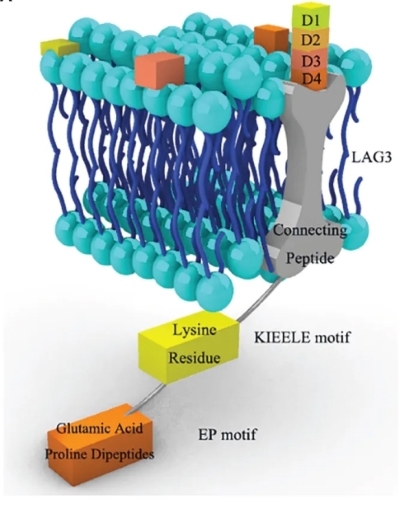 Fig.1 LAG3 has three regions. (OA Literature)