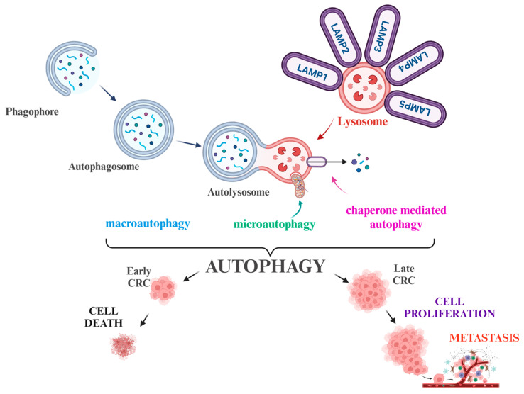 Fig. 1 Classification of autophagy pathways and dual functions of lysosomal LAMP2 in colorectal cancer progression. (OA Literature)