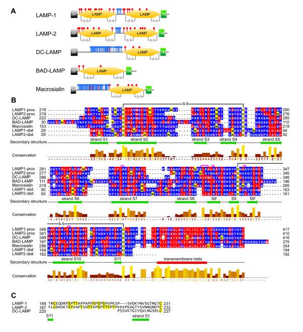 Fig. 1 Domain architecture and sequence alignment of human LAMP family proteins, including LAMP3 (DC LAMP). (OA Literature)