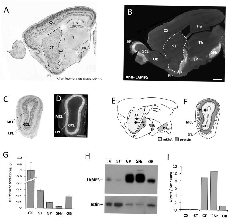 Fig. 1 Distinct expression patterns of LAMP5 mRNA and protein in the brain. (OA Literature)