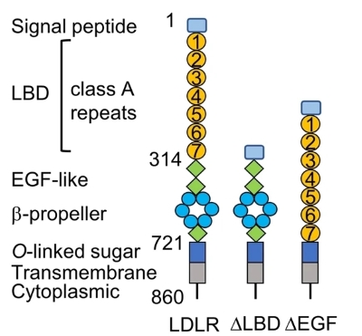 Fig.1 LDLR constructs: full-length, ∆LBD, ∆EGF — schematic. (OA Literature)