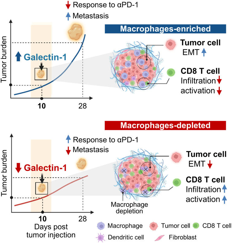 Fig. 1 Galectin-1 macrophage-mediated anti-PD1 immune resistance dual comparison pathway schematic. (OA Literature)