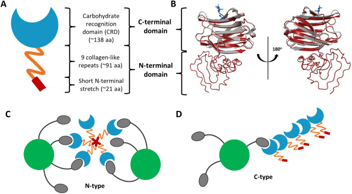 Fig. 1 Domain architecture, 3D structure and two oligomerization modes of LGALS3 (Galectin-3). (OA Literature)