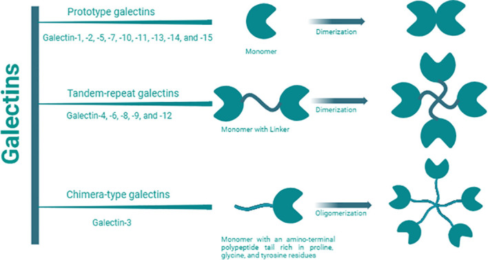 Fig. 1 Schematic galectin family classification; LGALS9 is a tandem repeat galectin with dual carbohydrate recognition domains, showing monomer and oligomer forms. (OA Literature)