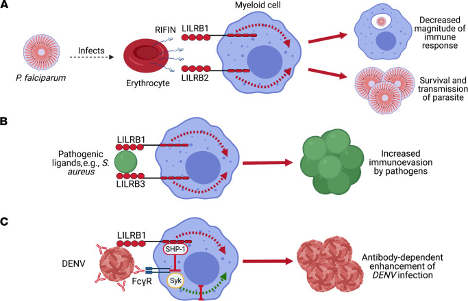 Fig. 1 LILRB receptor-mediated pathogen immune evasion three-pathogen comparative pathway schematic. (OA Literature)
