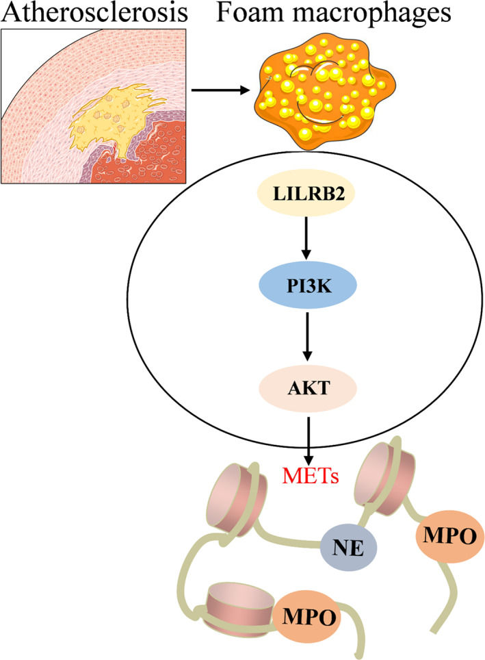 Fig. 1 LILRB2 mediated atherosclerotic foam macrophage and extracellular trap release pathway schematic. (OA Literature)