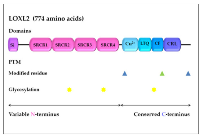 Fig. 1 Domain organization schematic of human LOXL2, showing signal peptide, four SRCR domains, C terminal catalytic core and post translational modification sites. (OA Literature)
