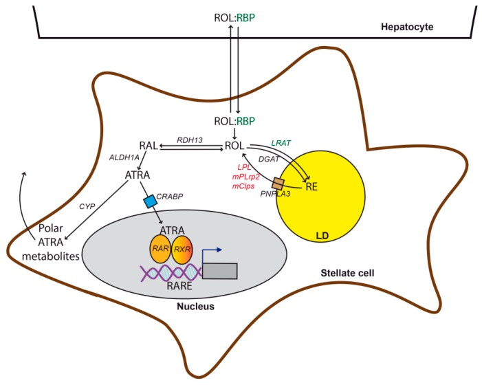 Fig. 1 LRAT-mediated hepatic stellate cell retinoid storage & retinoic acid transcriptional signaling schematic for liver vitamin A metabolism research reagents. (OA Literature)