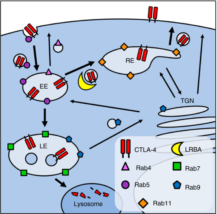 Fig. 1 Model of LRBA-Rab11 dependent CTLA-4 trafficking for immune target research reagents. (OA Literature)