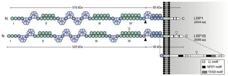 Fig. 1 Topology diagram of human LRP1B LDL family scavenger receptor for LRP1B research reagent reference. CC BY 4.0 open access illustration. (OA Literature)