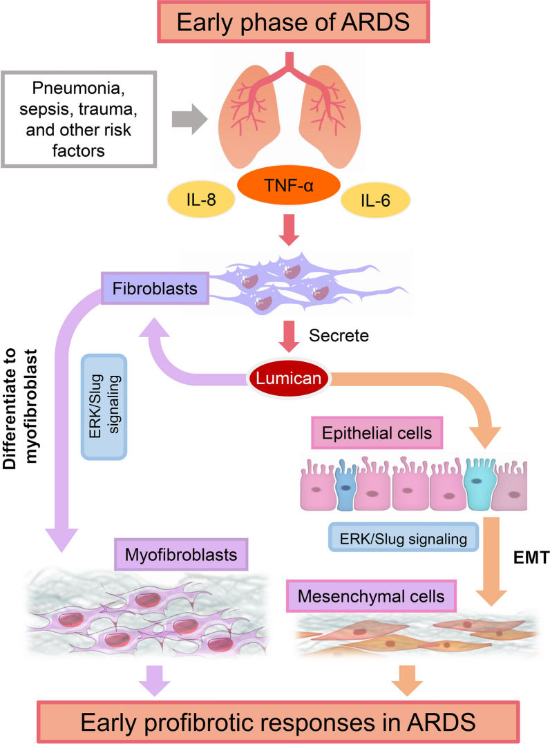 Fig. 1 Lumican-mediated ARDS early pulmonary fibrosis ERK/Slug EMT and myofibroblast differentiation pathway schematic. (OA Literature)