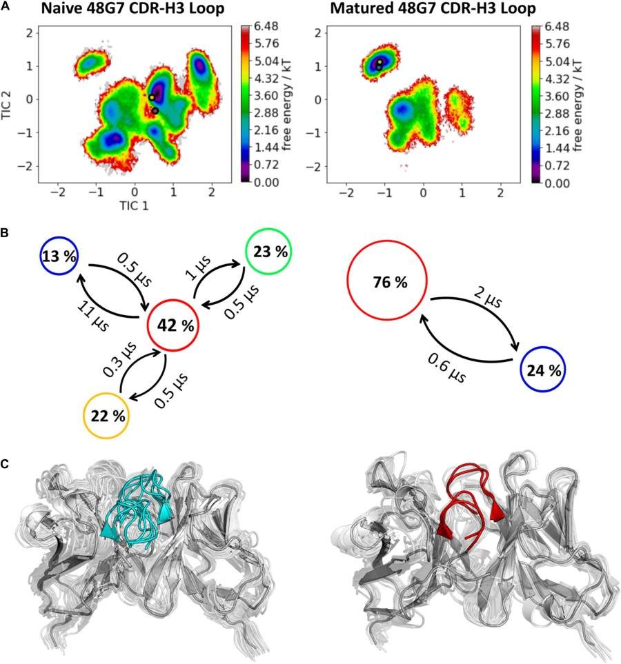 Advanced Antibody Affinity Maturation Services 