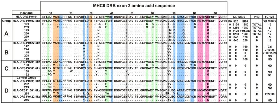 Advanced Antibody Simianization (Convert to NHP Ab) Services 