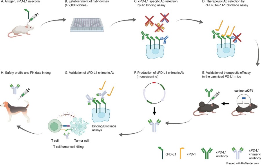 Advanced Antibody Caninization (Convert to Dog Ab) Services 